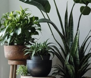 A cluster of potted plants in varying sizes and colors, enhancing a bright living room.